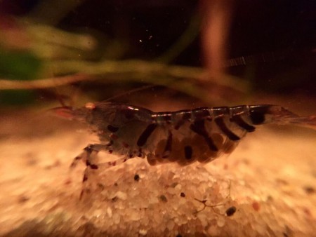 Zwangere Blauwe Tijgergarnaal